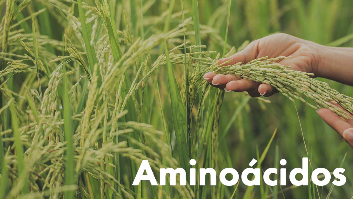 Aminoácidos