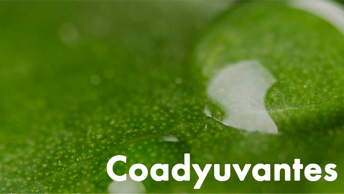 Coadyuvantes