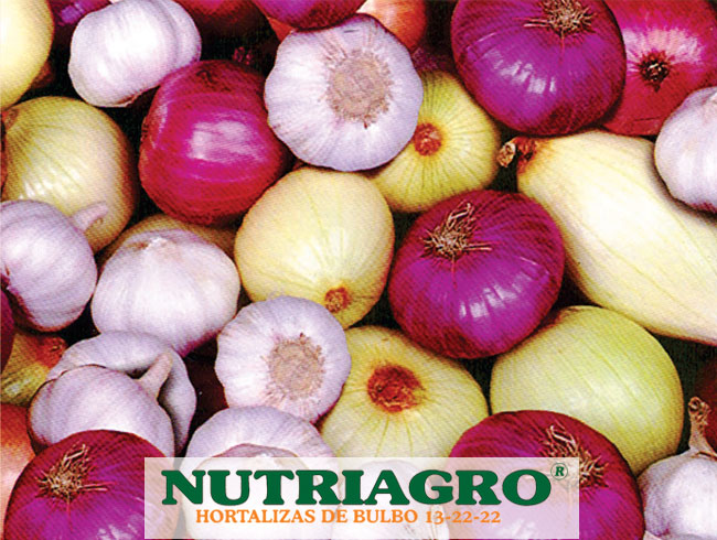 Cultivo de Hortalizas de Bulbo - Nutriagro