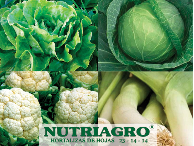 Cultivo de Hortalizas de Hojas - Nutriagro