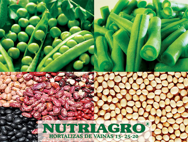 Cultivo de Hortalizas de Vainas - Nutriagro